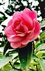 山茶花开