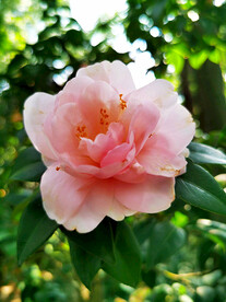 山茶花开