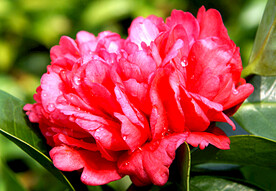 山茶花开