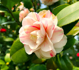 山茶花开