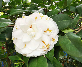 山茶花开