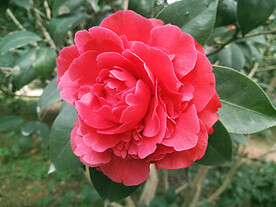 山茶花开