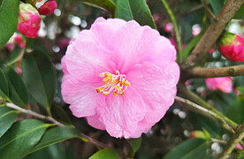 山茶花开