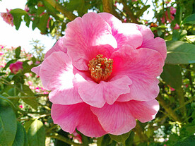 山茶花开