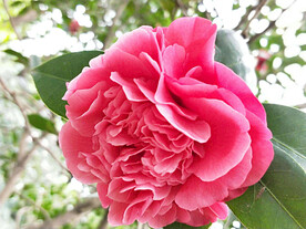 山茶花开