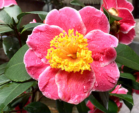 山茶花开