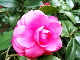 山茶花开