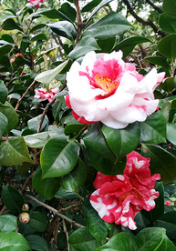 山茶花开