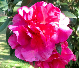 山茶花开