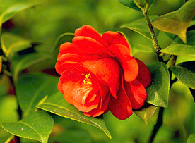 山茶花开