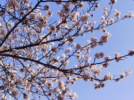 樱花