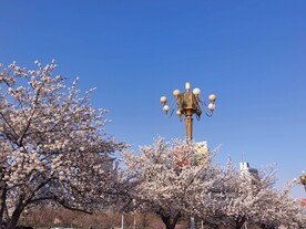 樱花