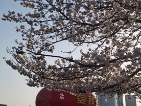 樱花