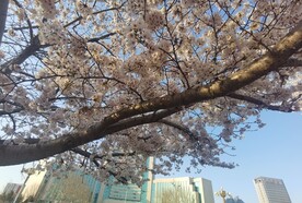 樱花
