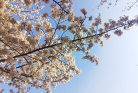 樱花