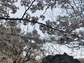 樱花