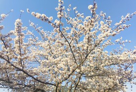 樱花