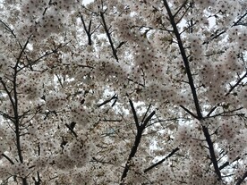 樱花