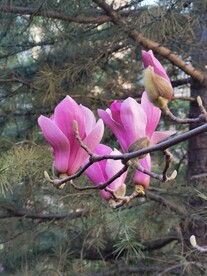 玉兰花