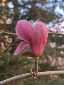 玉兰花