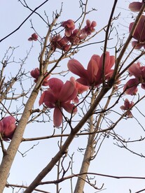 玉兰花