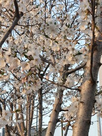 樱花