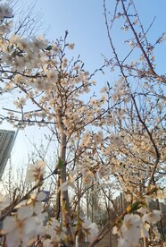樱花