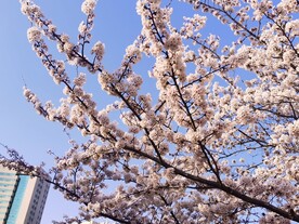 樱花