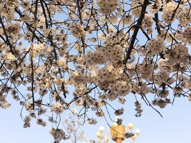 樱花