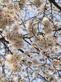 樱花