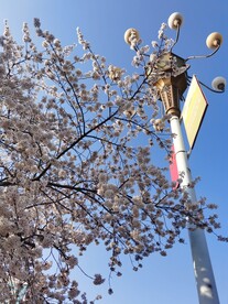 樱花