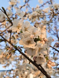 樱花