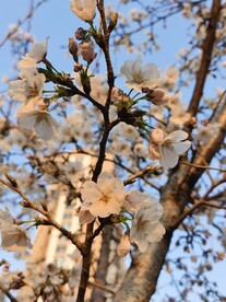 樱花