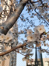 樱花