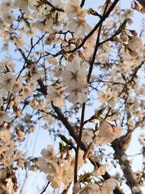 樱花