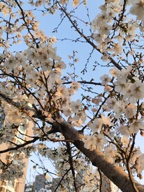 樱花