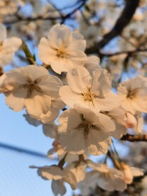 樱花