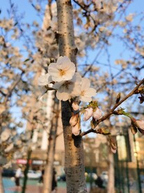 樱花