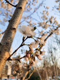 樱花