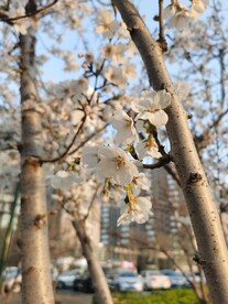 樱花树