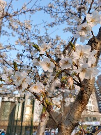 樱花