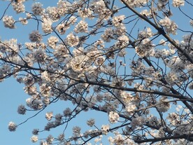 樱花