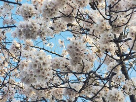 樱花