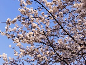 樱花