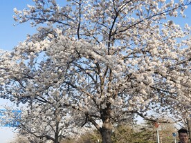 樱花