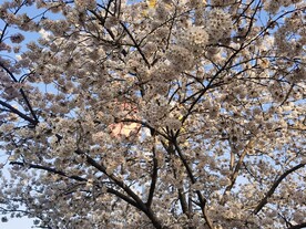 樱花