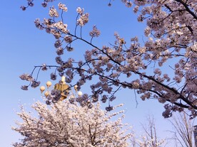 樱花