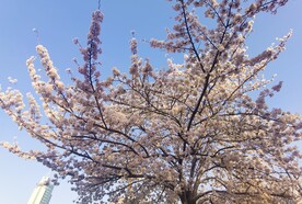 樱花