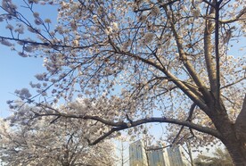 樱花