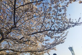 樱花